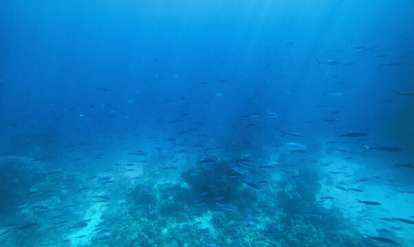 beautiful coral reef and fish