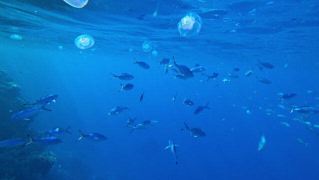 beautiful coral reef, fish and jellyfish