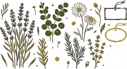 Rustic hand drawn botanical wild herbs vector set with lavender eucalyptus daisy flowers rosemary  © MdAmzad