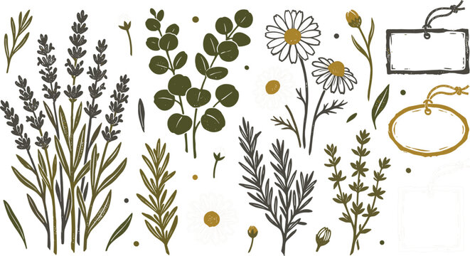 Rustic hand drawn botanical wild herbs vector set with lavender eucalyptus daisy flowers rosemary 