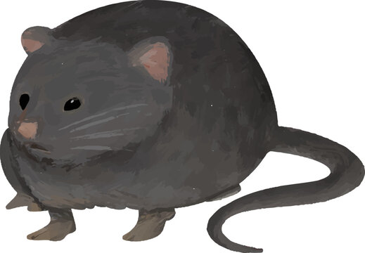 rat with hantavirus, mouse virus infection disease vector asset