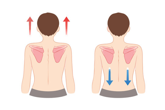 Anatomical Vector Illustration of Scapular Elevation and Depression Movements, Showing Human Back with Shoulder Blades and Directional Arrows for Upward and Downward Motion, Medical Diagram.