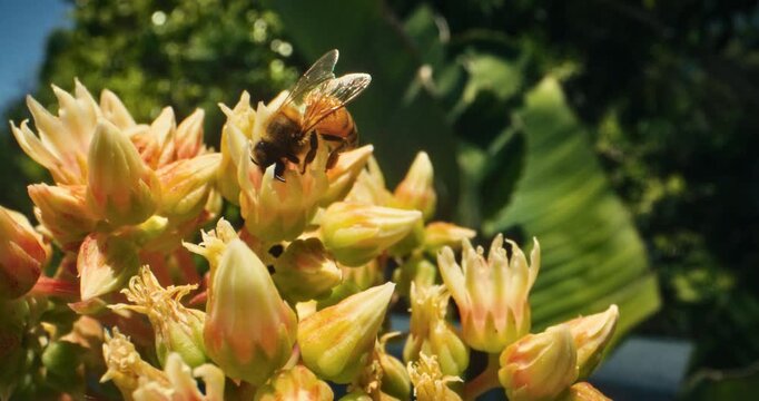 Bee crawling and buzzing around beautiful yellow flowers in slow motion
