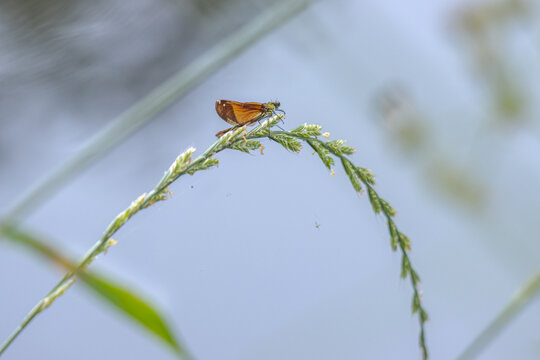 Female beautiful demoiselle perched on  grass stem