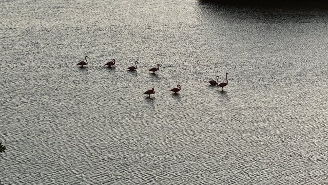 Aerial view of a group of pink flamingos standing in the shallow rippling waters of Yucalpeten, Progreso, Yucatan, Mexico.