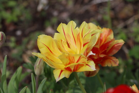 Sweden. &lsquo;&rsquo;Monsella&rsquo;&rsquo; tulips are a group of cultivated tulips (family Liliaceae) characterized by an increased number of petals, creating a lush, dense form.   