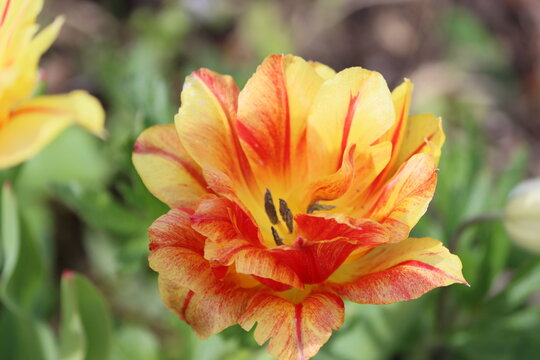 Sweden. &lsquo;&rsquo;Monsella&rsquo;&rsquo; tulips are a group of cultivated tulips (family Liliaceae) characterized by an increased number of petals, creating a lush, dense form.   