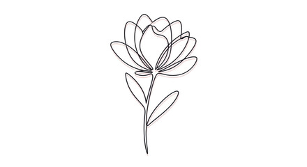 Obraz premium Minimalist flower line art, delicate botanical illustration, isolated on white