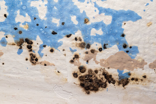 Dead Bed Bug Infestation Remains