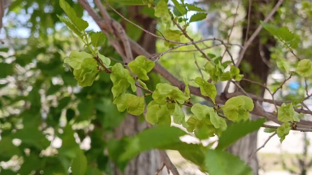 seeds and fruits of Ulmus pumila on a tree branch.