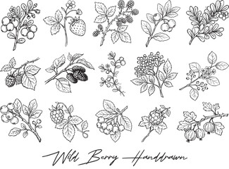 wild berry drawing. isolated hand drawn vintage vector frame. Summer fruit set of strawberry, cranberry, cherry, strawberry, raspberry © Endless Summer