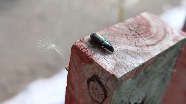The bronze beetle Selatosomus aeneus sits on a wooden fence in the garden. Documentary footage of insects