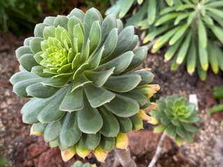 Fototapeta premium Bejeque rosado (Aeonium percarneum, syn. Aldasorea percarnea, syn. Sempervivum percarneum) - Botanical Garden of the University of Zurich, Switzerland
