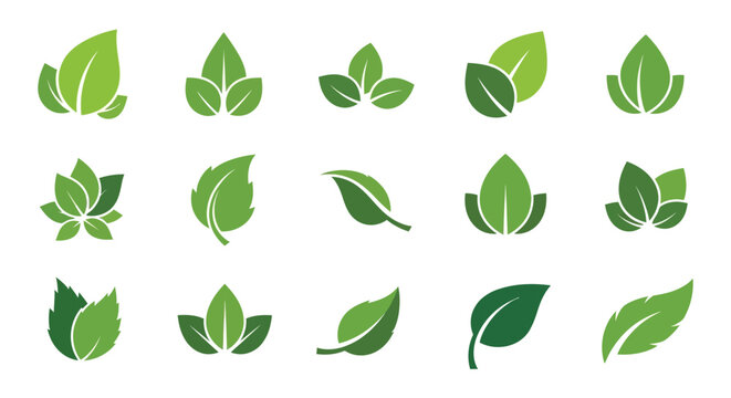 Collection Of Green Leaf Shapes Vector Illustration On White Background