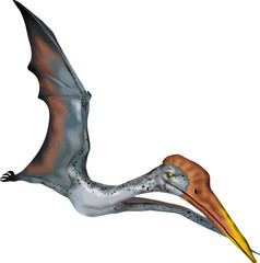 Realistic Pteranodon flying vector illustration representing prehistoric aerial wildlife. © somwut