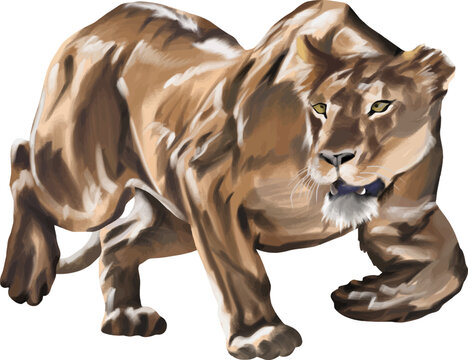 Realistic lioness vector illustration showing power, alertness, and wild predator behavior.