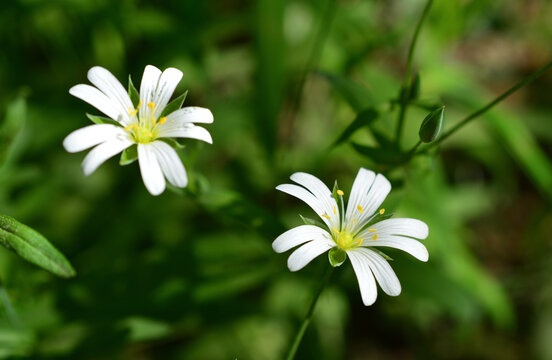Two white star-shaped flowers with yellow centers in a green field stellaria plant macro
