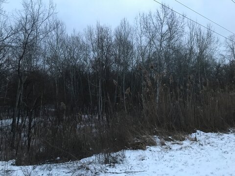 Winter forest in the evening twilight, Poltava, 2021. Snow-covered trees, deep snowdrifts, and graphic silhouettes of branches against the winter sky. 