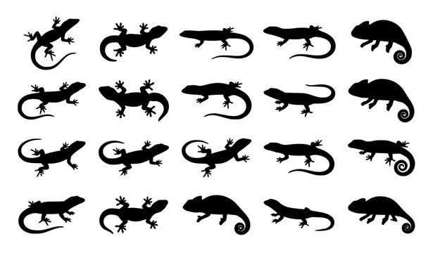 Gecko reptile silhouette bundle with assorted lizard icon vectors isolated on white background