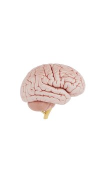 4k Resolution Vertical Video for Social Media: Human Intelligence And Neuroscience Concept. Realistic Human Brain Anatomy Seamless Looped Rotating On White Background With Alpha Matte
