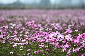 Obraz premium gesang flower field