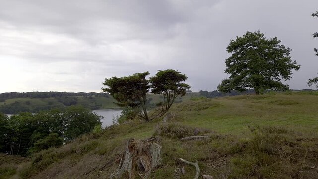 Wind-Shaped Trees on Heathland Hillside with Lake View near Viborg, Denmark