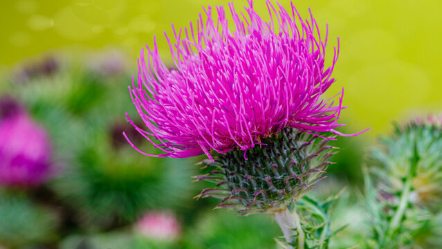 Bright pink thistle flower blooms in a garden during daytime in warm weather