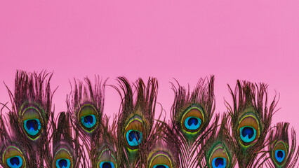 Colorful peacock feathers arranged on a bright pink background during a creative display event © Fleuronica
