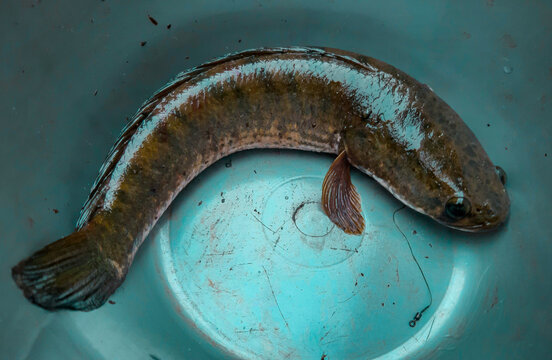 Freshwater Snakehead Fish in Blue Bucket