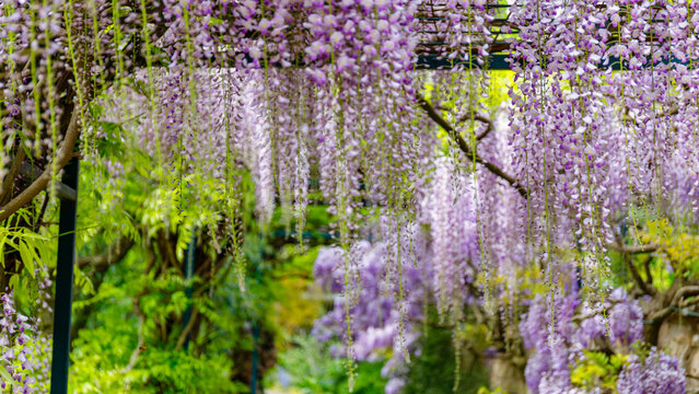 Wisteria flowers hang from a trellis in a garden during spring in Japan, creating a colorful natural tunnel that attracts visitors