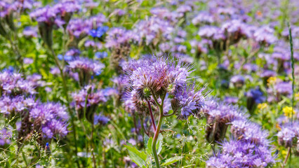 Obraz premium Field of purple flowers blooming under the sun during spring season at a natural landscape