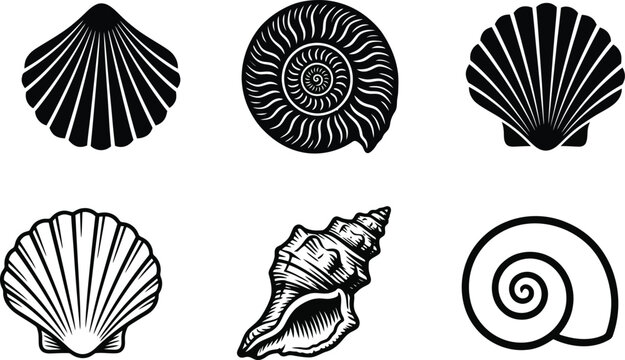 Sea shell vector collection featuring black line art and stencil icons of scallop clam spiral and conch shells