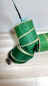 A grey cat plays inside a green three-way tunnel toy on a wooden floor, swiping at a ribbon.