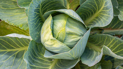 Obraz premium Cabbage grows in a garden under sunlight during the spring season with green leaves surrounding the center