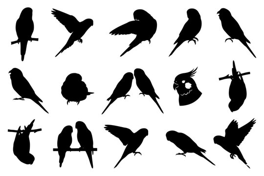 Silhouettes of various parrots in different poses and positions.