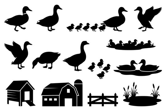 Silhouettes of ducks and farm elements with pond and chicks.