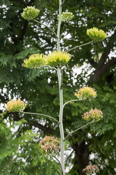 Beautiful Crown Agave (Agave attenuata 'Nerva') flowers.