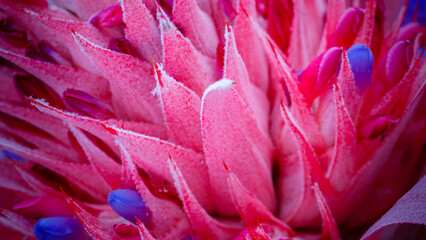 Close view of a pink flower with blue accents displaying its petals and structure in a natural setting during daylight © Fleuronica