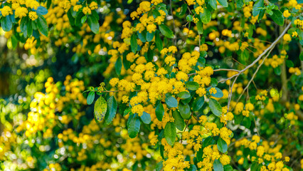 Obraz premium Bright yellow flowers blooming on a tree in a sunny garden during the spring season