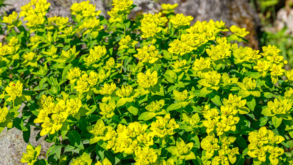 Fototapeta premium Bright yellow flowers grow in a garden during springtime by rocky landscape under sunlight