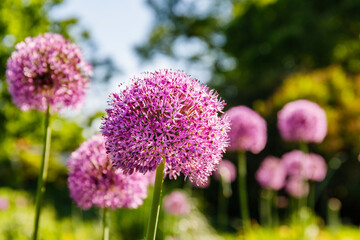 Obraz premium Bright purple flowers stand tall in a garden during the day under sunlight with green foliage behind them