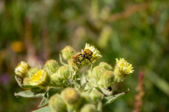  Hoplia bilineata insect rests on fuzzy yellow flowers in a sunny outdoor garden during daytime