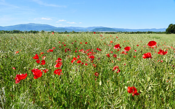 Champs de coquelicots