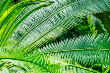 Fototapeta premium Close up of green palm leaves on a sunny day in a tropical garden