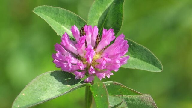 Closeup of the red clover (Trifolium pratense), moved by the wind