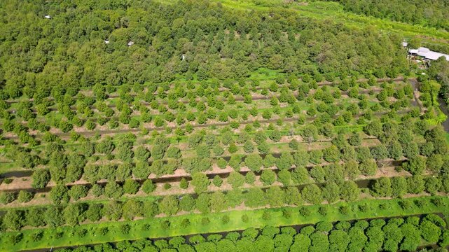 Aerial drone panorama of lush green durian orchard fields in orchard.