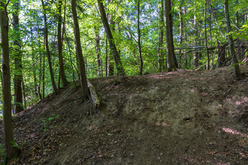 Fototapeta premium Wide shot of eroded dirt hill with tree roots on a lush forest ridge