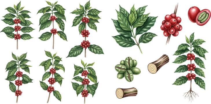 Coffee plant branches with ripe red and green berries, leaves, and roots illustration set.
