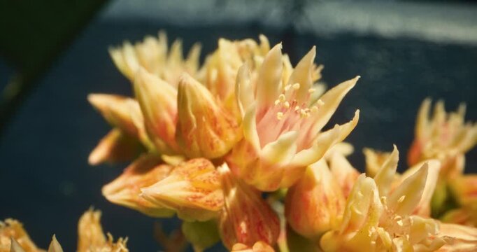 Majestic closeup of beautiful yellow spring flower
