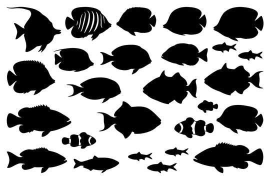 Silhouettes of diverse fish species including clownfish and angelfish on white background.